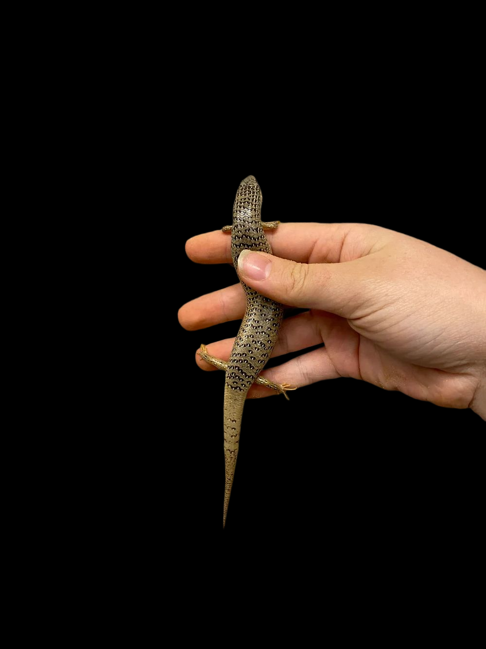 Ocellated Skink (Chalcides ocellatus)