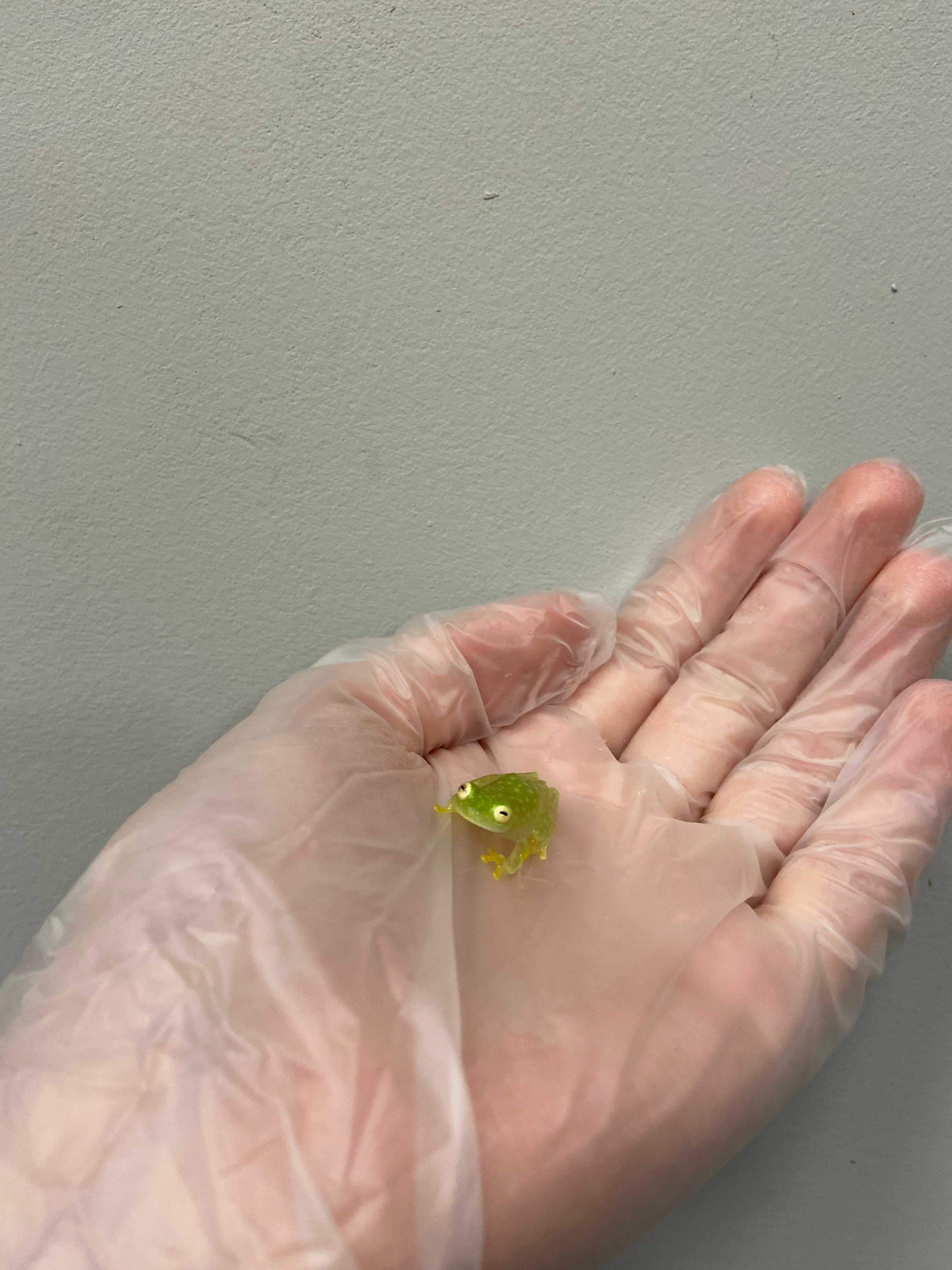 Fleischmann's Glass Frog