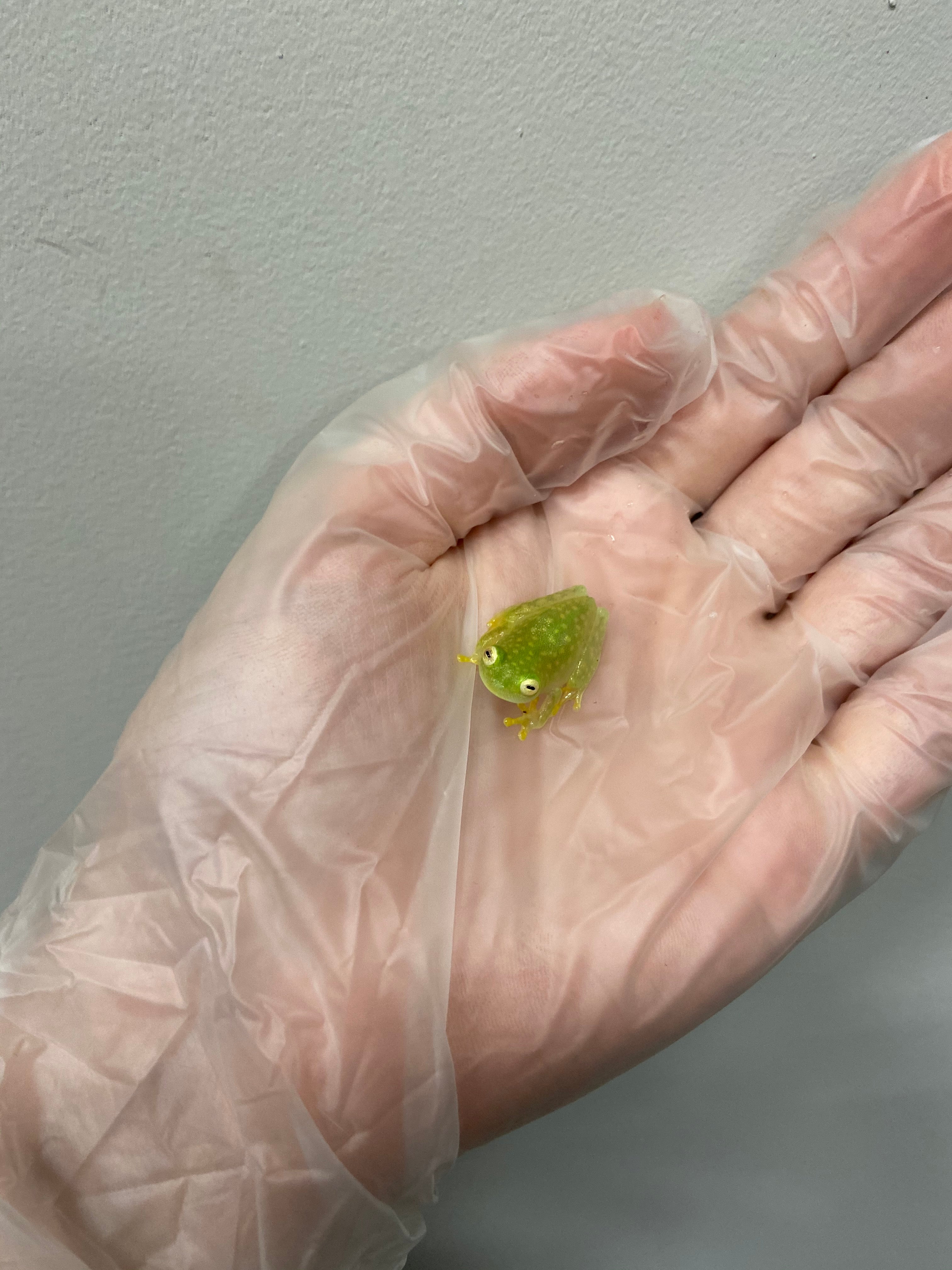 La grenouille de verre de Fleischmann