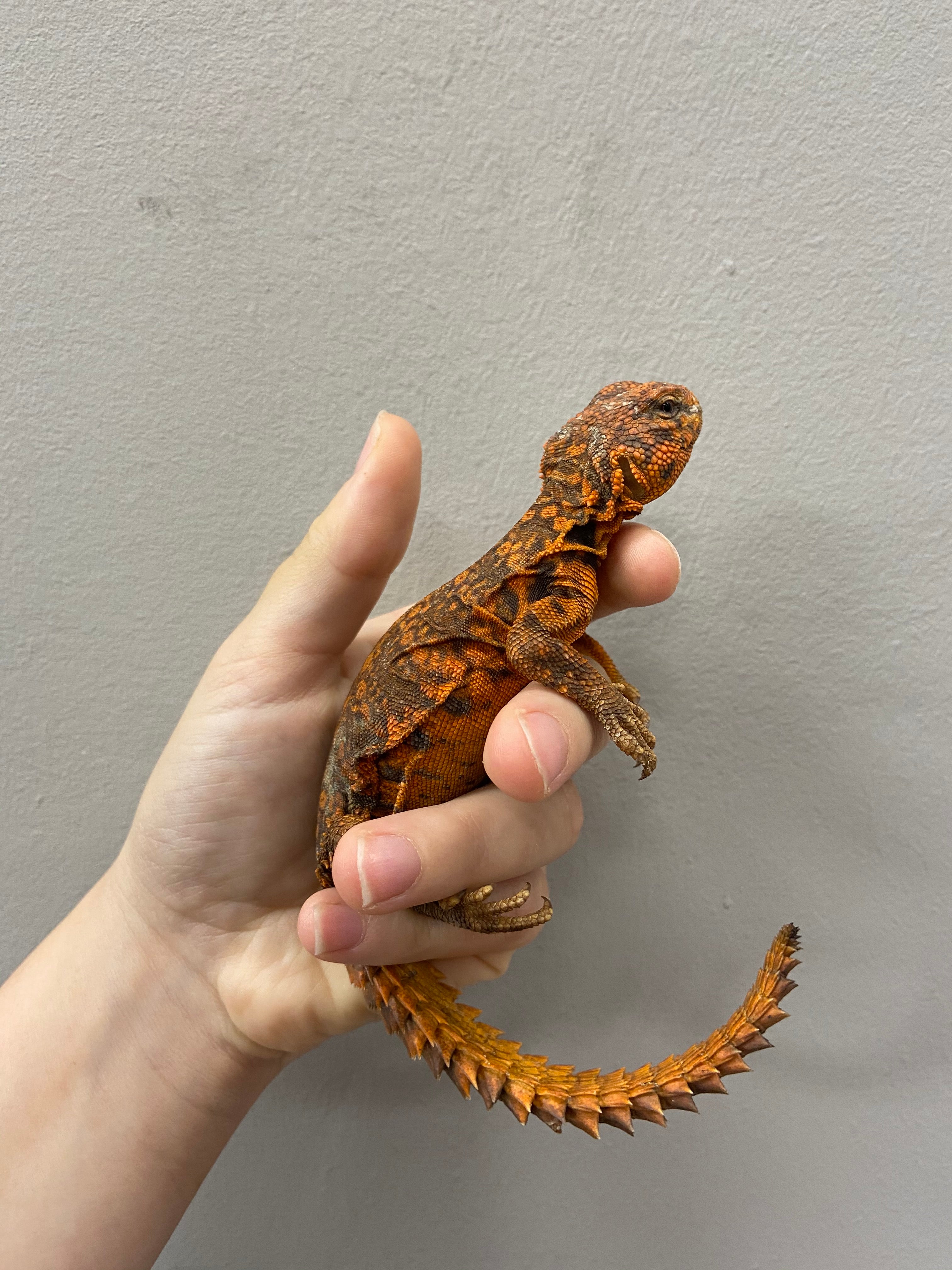 Red Saharan Uromastyx