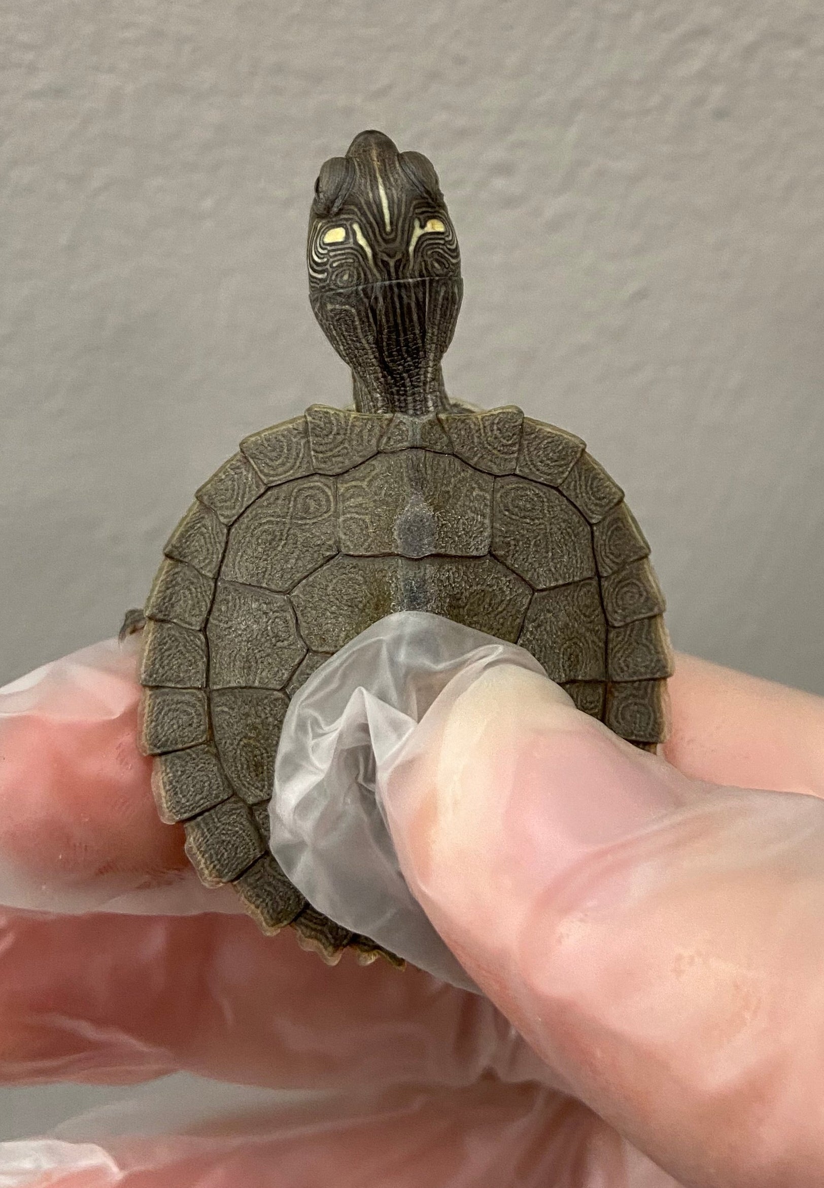 Tortue géographique du Mississippi