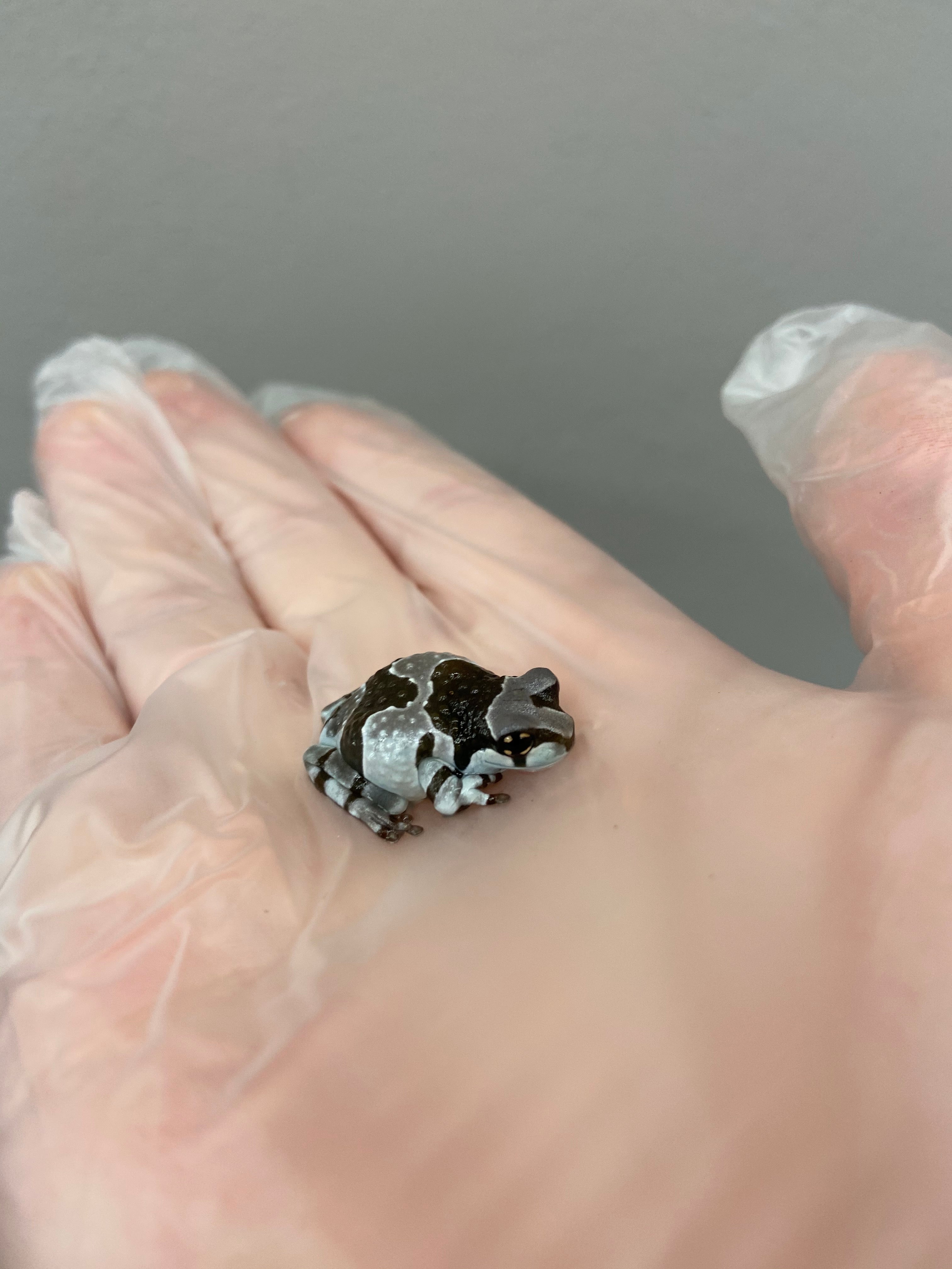 Amazon Milk Frog (Trachycephalus resinifictrix)