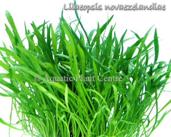 Lilaeopsis novaezealandiae - Plante en pot cultivée localement