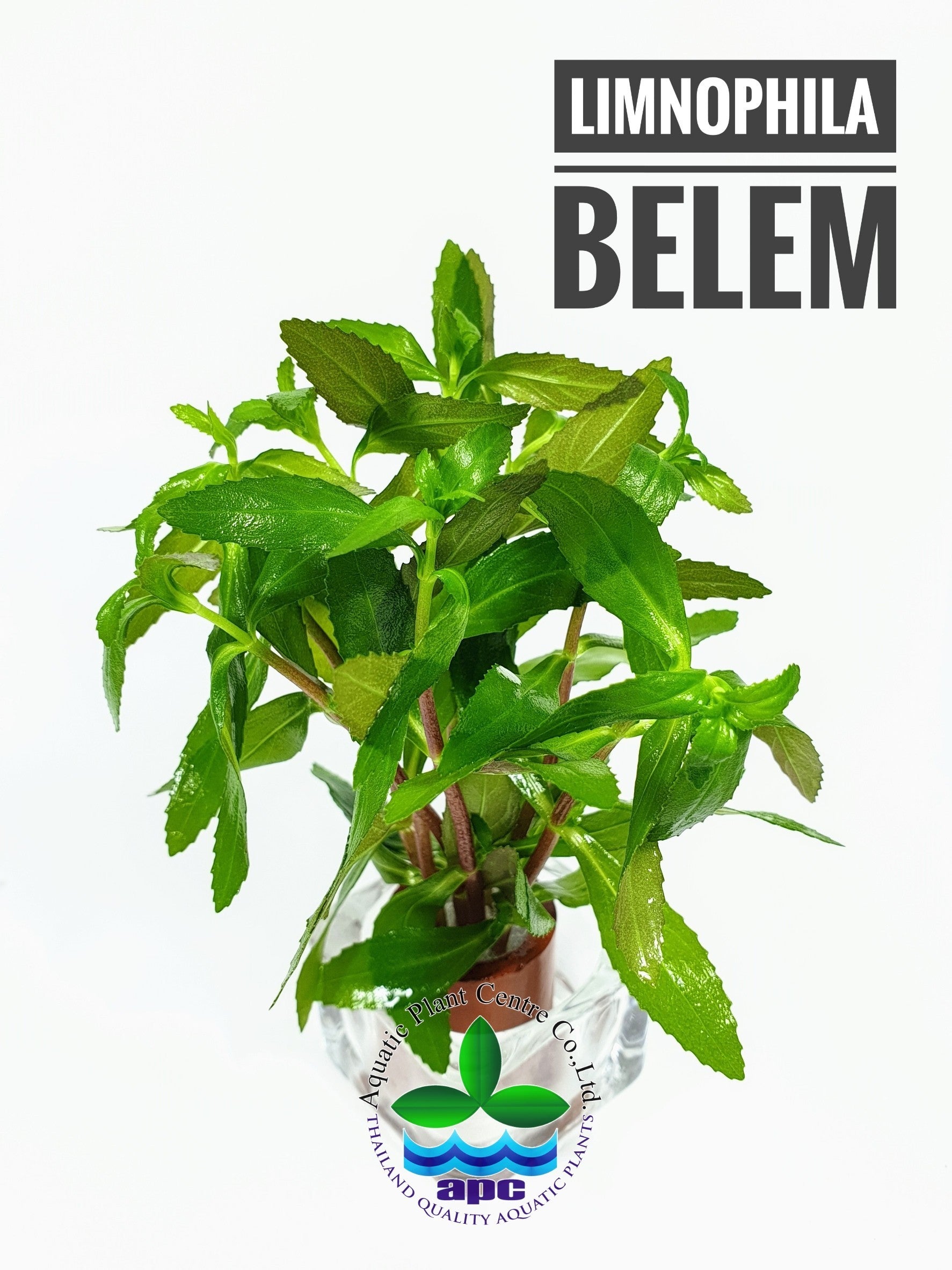 Limnophila aromatica Belem