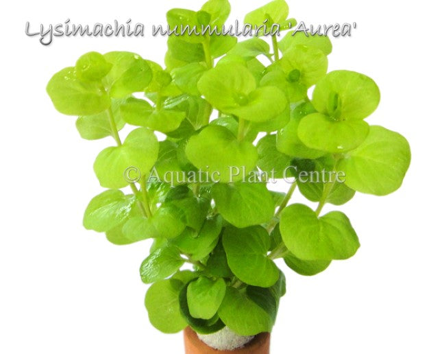 Lysimachia nummularia 'Aurea' (Lysimachia nummularia 'Aurea')