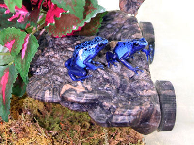 Petit rebord de champignons Magnaturals