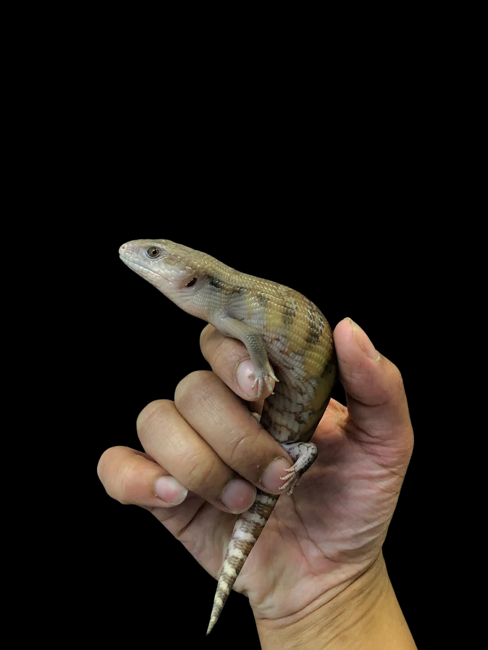 Blue tongue best sale skink kit