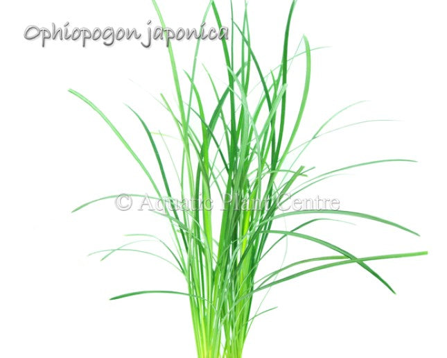 Ophiopogon japonica