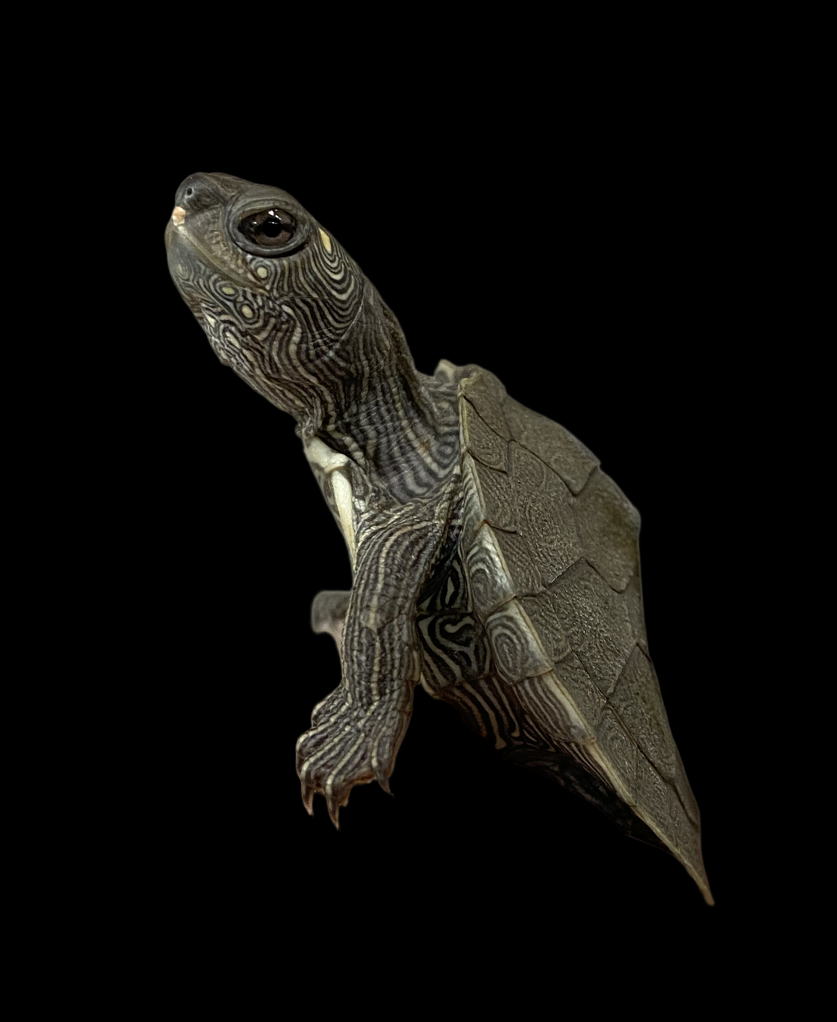 Tortue géographique du Mississippi