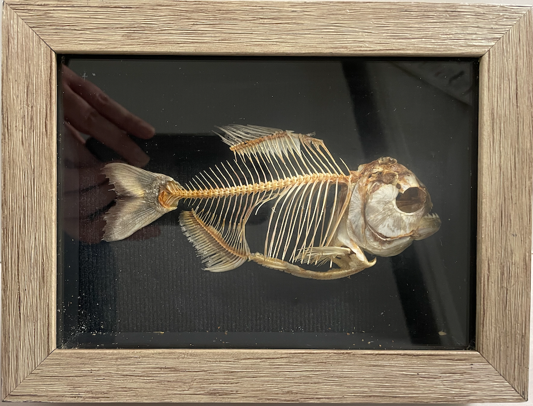 Red-bellied Piranha Skeletal Mount