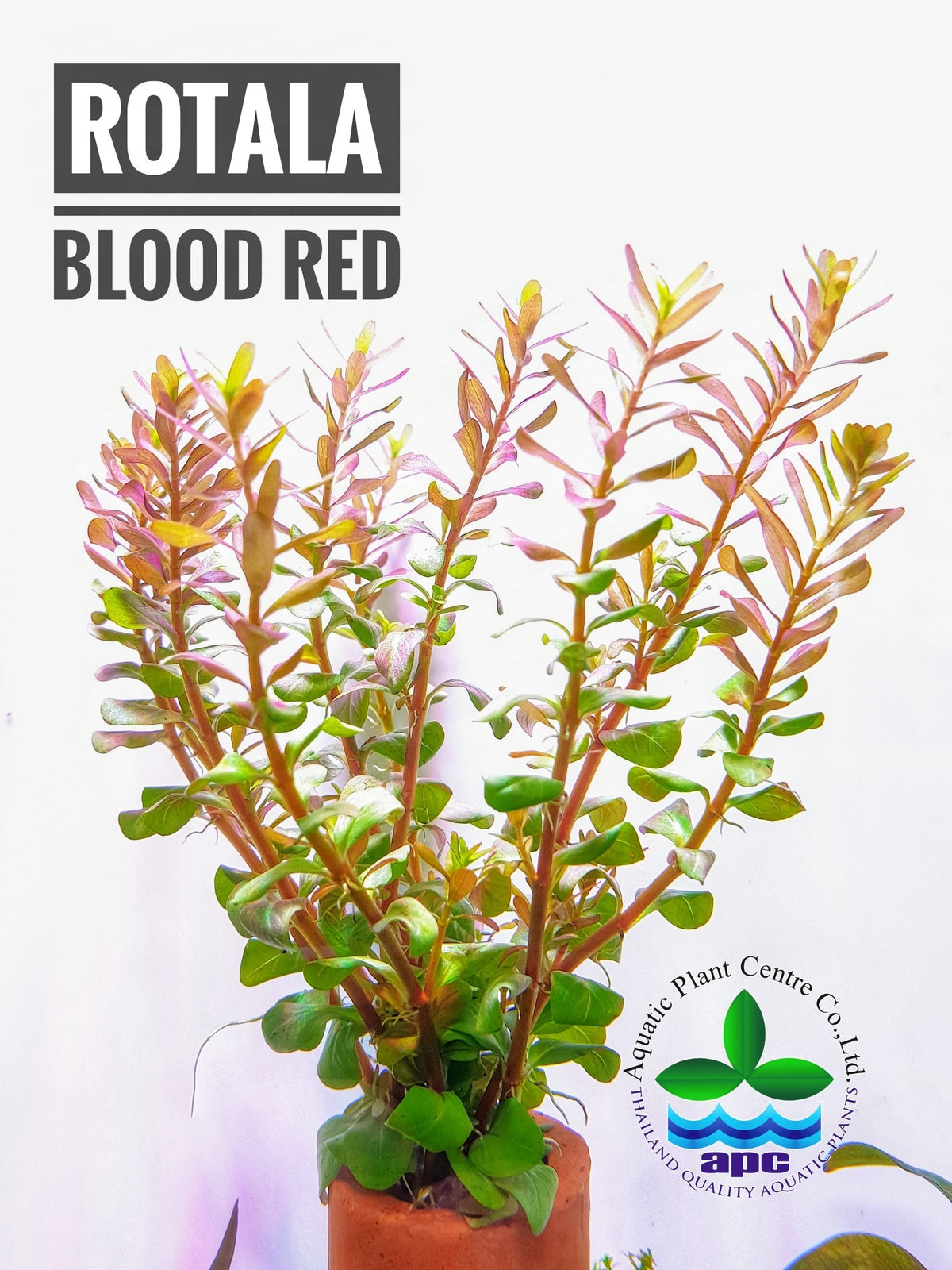 Rotala Rouge Sang