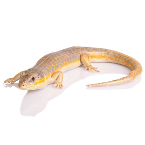 Schneider's Skink (Eumeces schneideri)