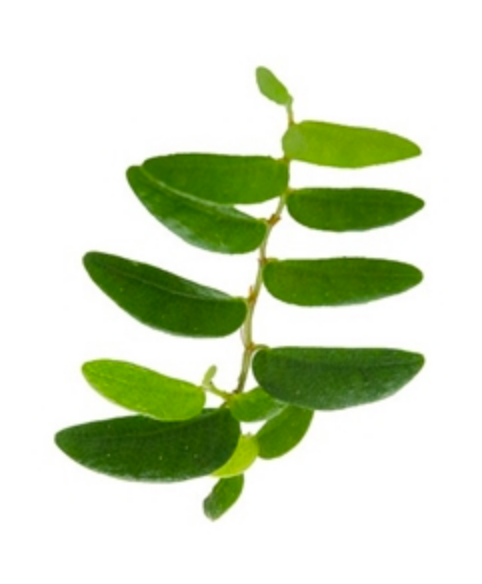 Ficus sp. Panama