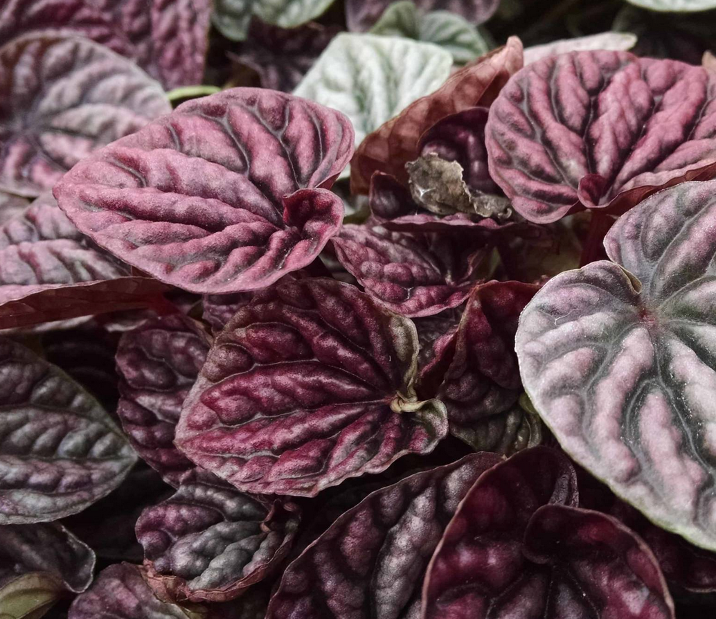Peperomia 'Red Ripple'