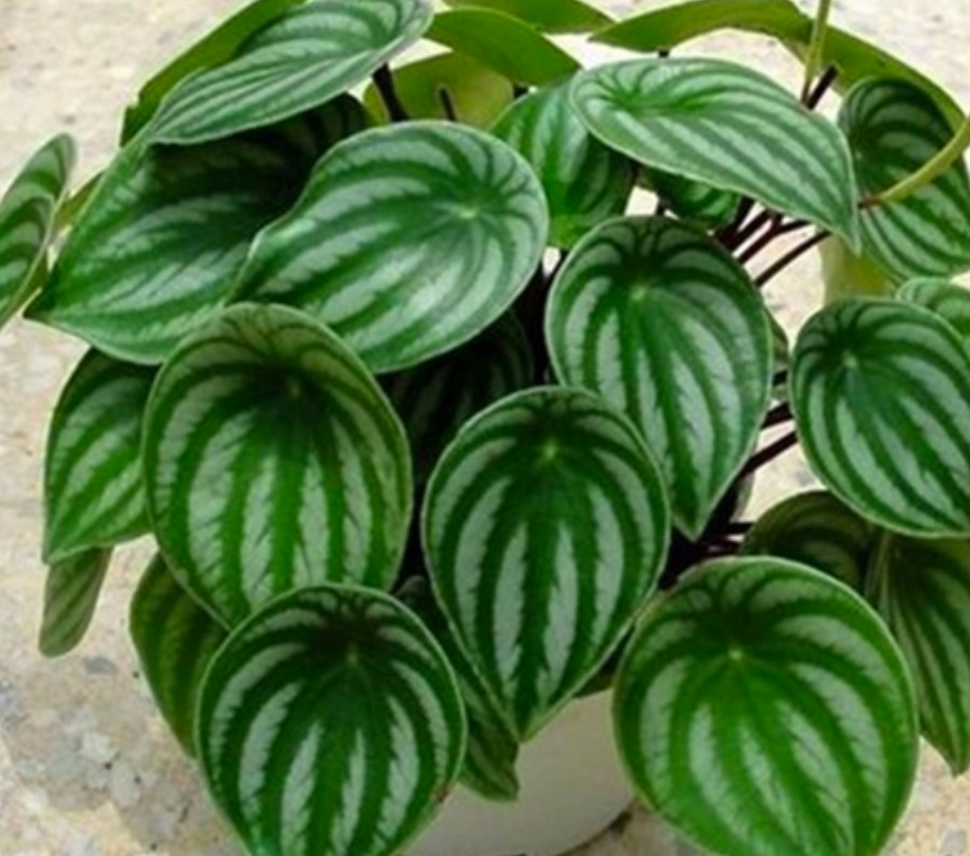 Peperomia pastèque
