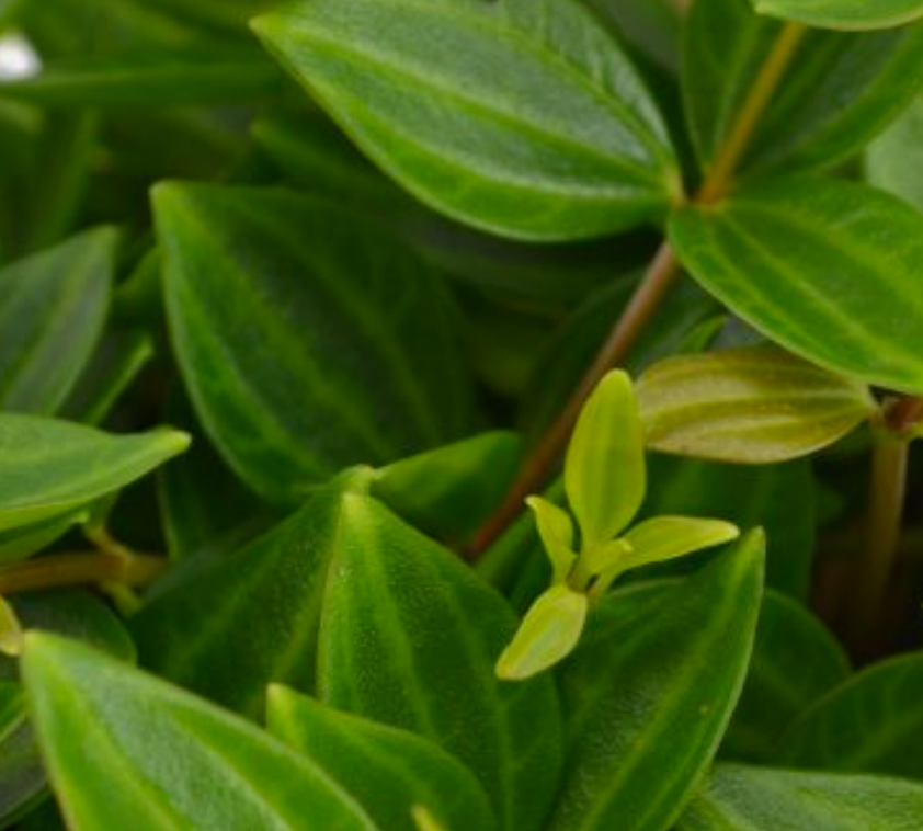 Peperomia angulata