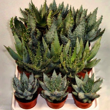 Assortiment d'aloès