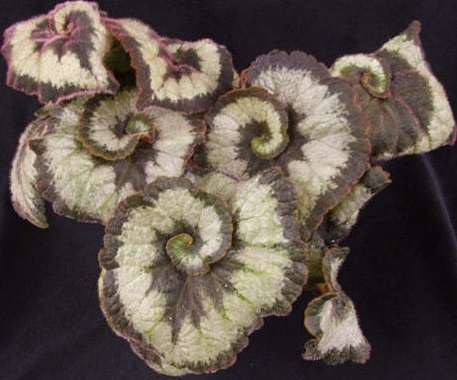 Begonia Rex Escargot