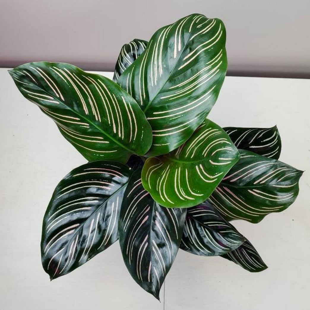 Calathea ornata