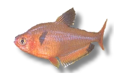 Serpae Tetra