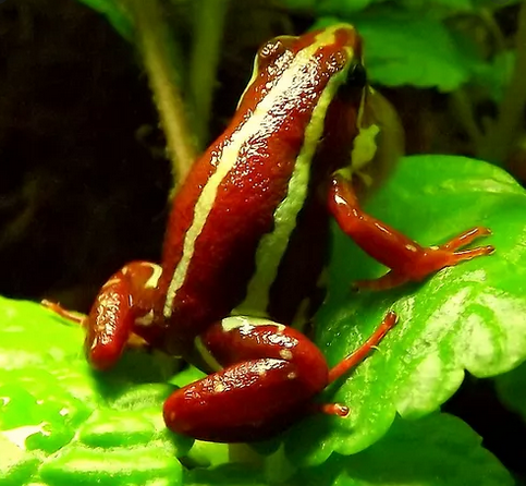 E. Anthonyi - Santa Isabel – Frogs 'n' Things