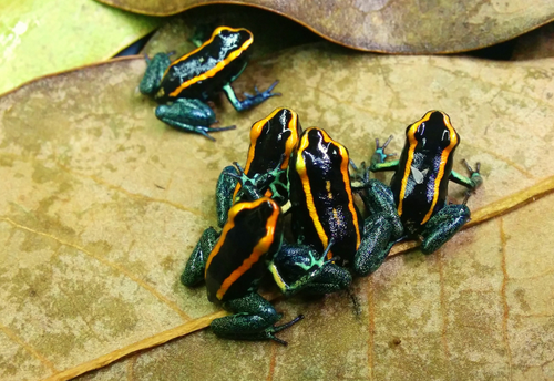 Phyllobates vittatus 'Golfodulcean'