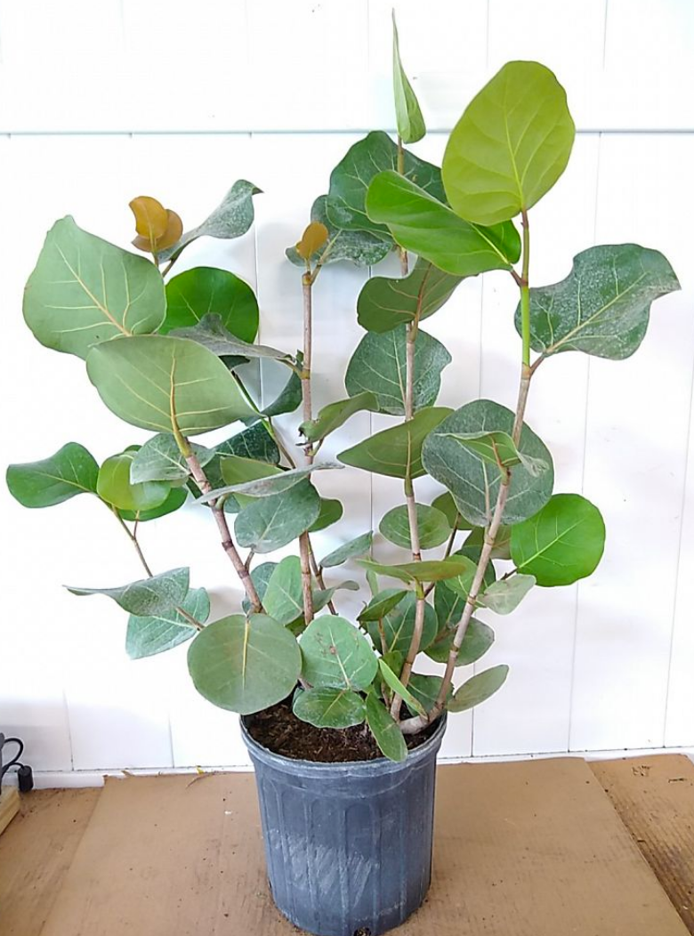 sea grape plant indoor Sea Grape