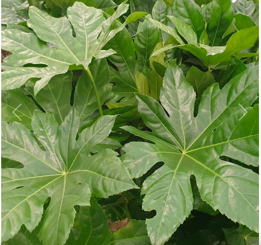 Fatsia japonica