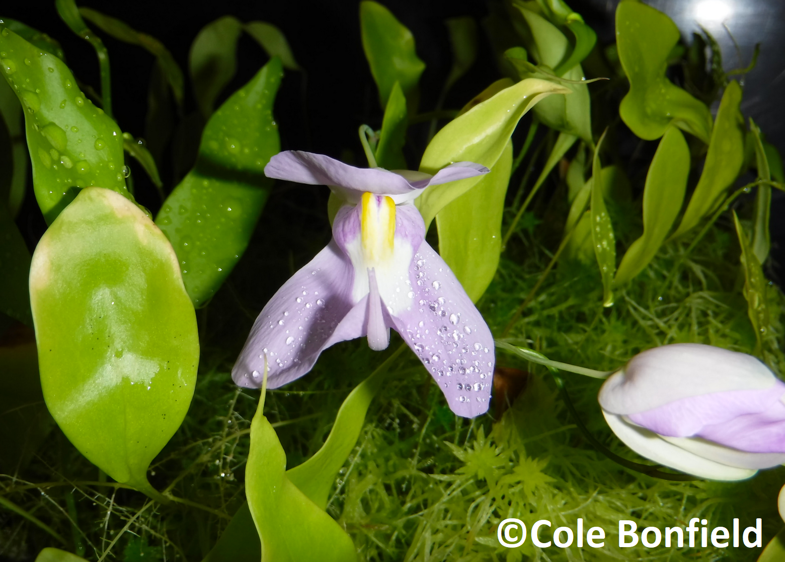 Utricularia 'Nüdlinger Flair'
