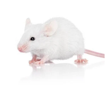 Frozen Mice - Hopper