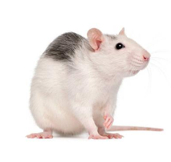 Rats congelés - Moyen