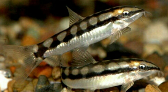 Dwarf Chain Loach XL