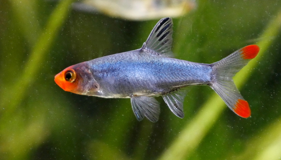 Barbus à nez rouge