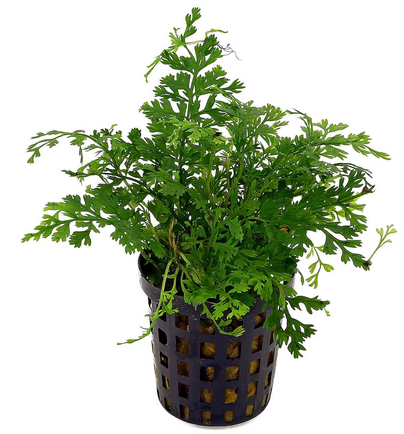 Bolbite hétéroclite difformis