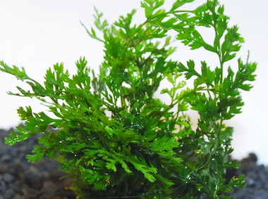 Bolbitis heudelotii var difformis