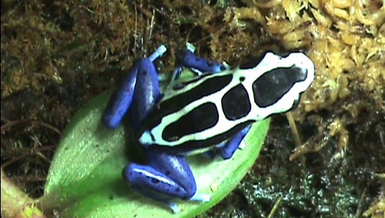 Dendrobates tinctorius 'Oyapock'