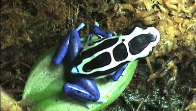 Dendrobates tinctorius 'Oyapock' CBB