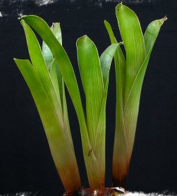 Brocchinea reducta "Souche France"