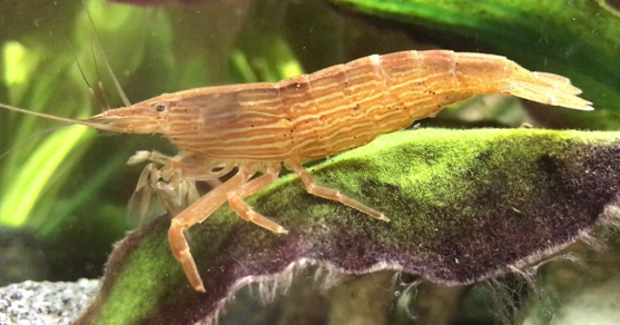 Wood shrimp best sale care