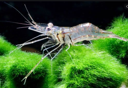 Ghost Shrimp
