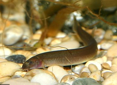 Black Kuhli Loach