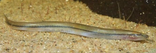 Anguille Kuhli Loach