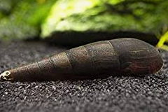 Orange-Faced Lava Snail