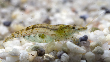 Crevettes Amano