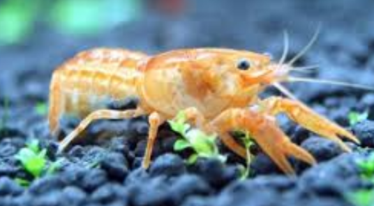 Écrevisse naine orange du Mexique