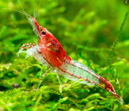 Red Rili shrimp