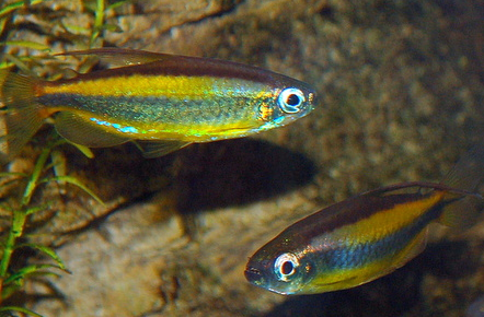 Tétra doré du Congo