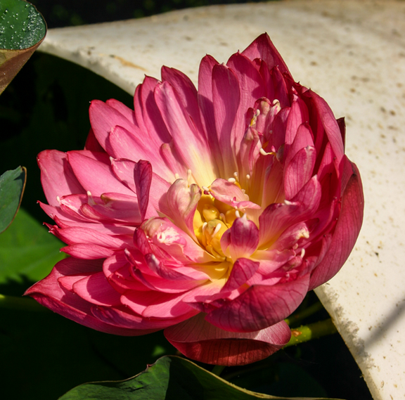 Botanique Nelumbo Momo