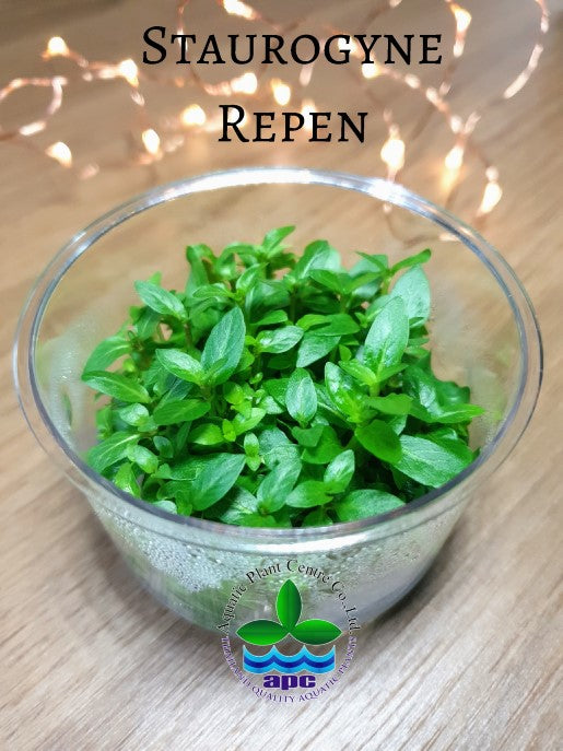 Staurogyne repens TC Cup