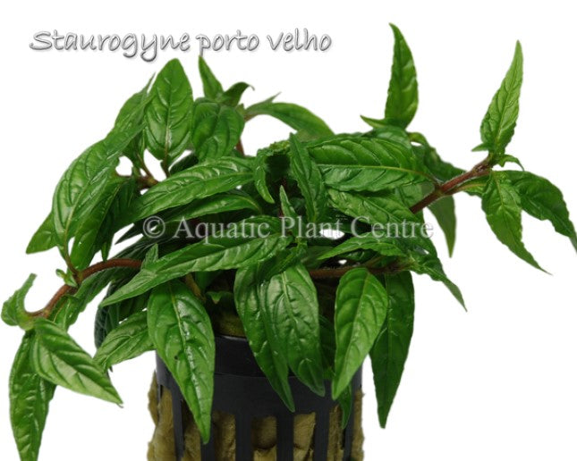 Staurogyne 'Porto Velho' (Potted)